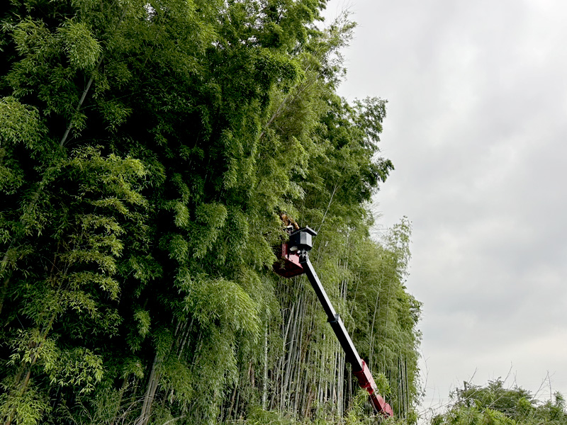 埼玉県鴻巣市内寺院 草刈伐採工事 施工中