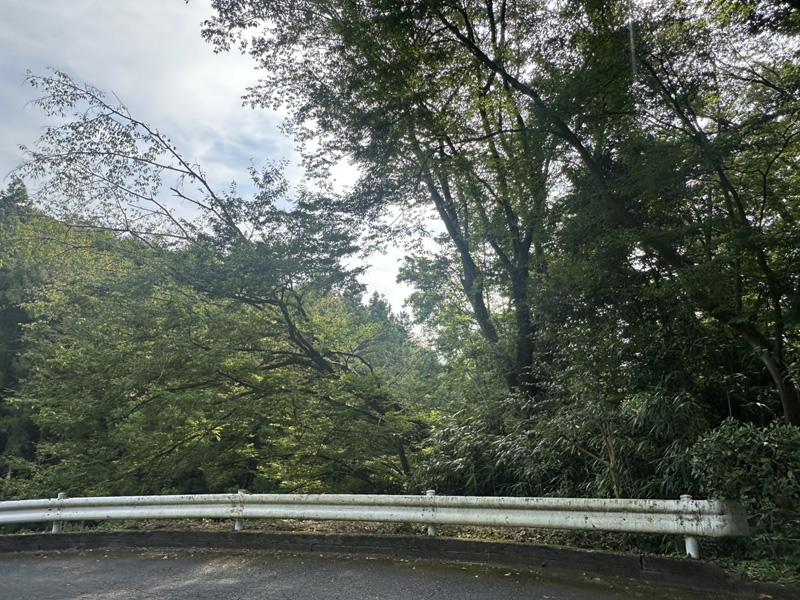 埼玉県内ゴルフ場 掛木伐採工事 着工前
