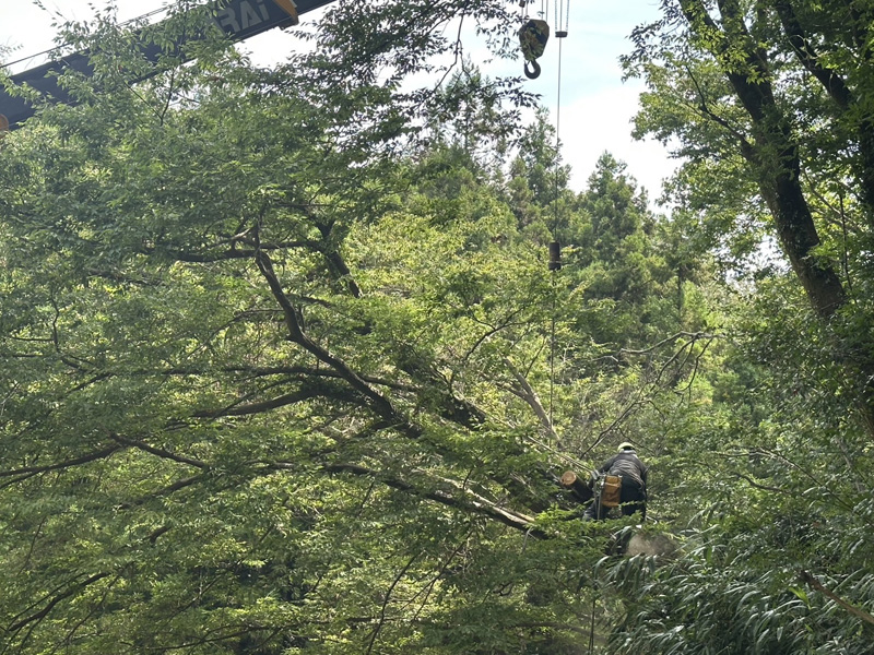 埼玉県内ゴルフ場 掛木伐採工事 施工中