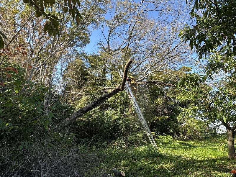 埼玉県比企郡吉見町 個人宅 危険木伐採工事 施工中