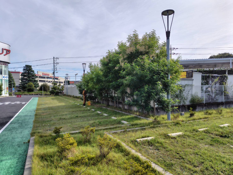 埼玉県内商業施設剪定工事 着工前