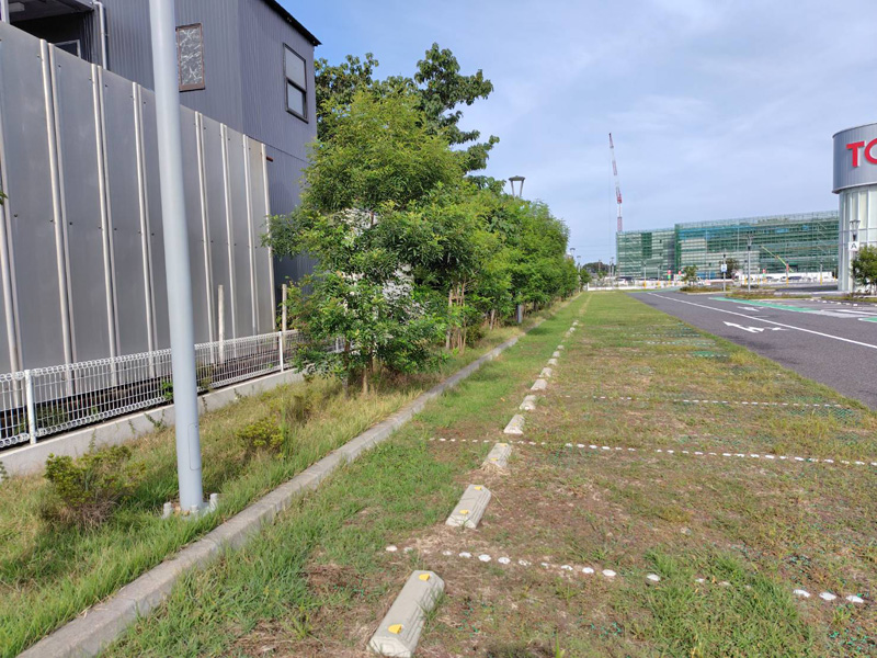 埼玉県内商業施設剪定工事 着工前