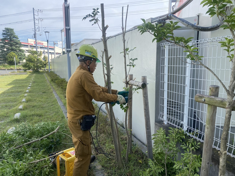 埼玉県内商業施設剪定工事 施工中