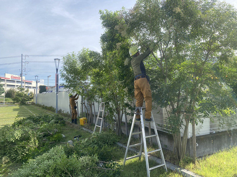 埼玉県内商業施設剪定工事 施工中