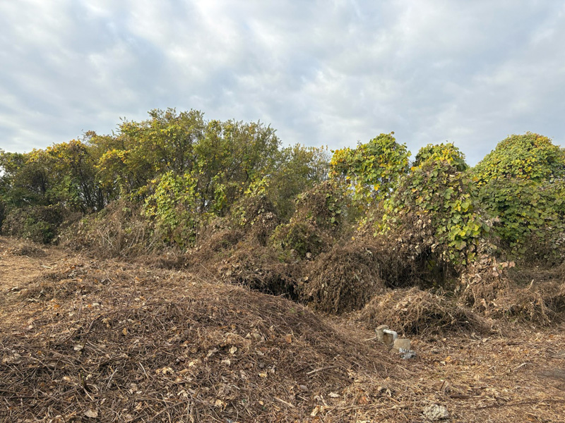 埼玉県北足立郡伊奈町 伐採伐根工事 着工前