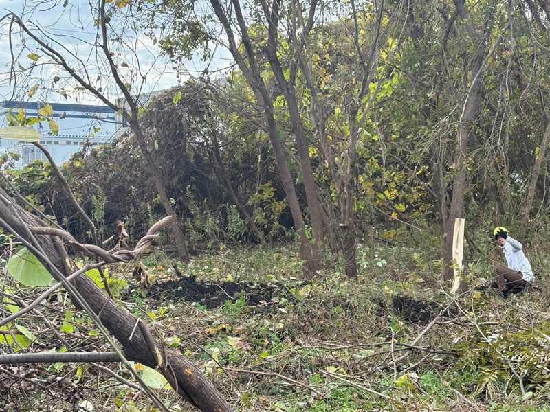 埼玉県北足立郡伊奈町 伐採伐根工事 工事中