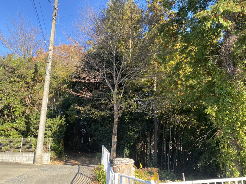 埼玉県東松山市個人宅 伐採工事 着工前