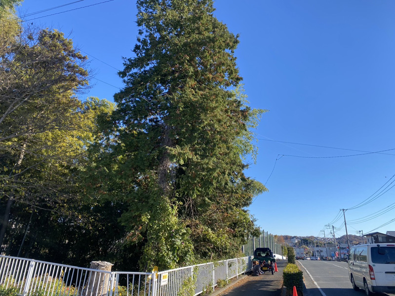 埼玉県東松山市個人宅 伐採工事 着工前