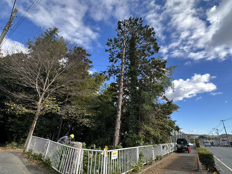 埼玉県東松山市個人宅 伐採工事 作業中