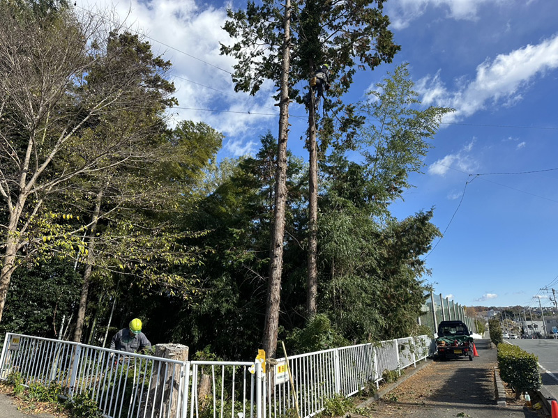 埼玉県東松山市個人宅 伐採工事 作業中