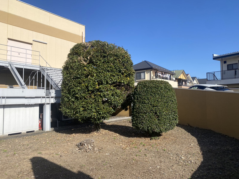 埼玉県狭山市ショッピングモール 剪定工事 着工前