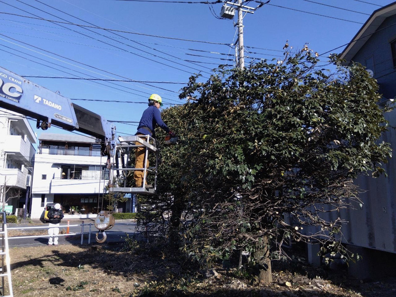 埼玉県狭山市ショッピングモール 剪定工事 作業中