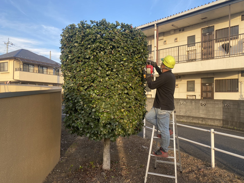 埼玉県狭山市ショッピングモール 剪定工事 作業中
