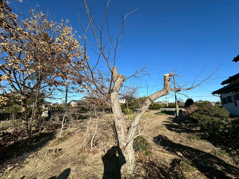 個人宅 伐採剪定工事 完了