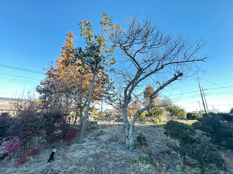 個人宅 伐採剪定工事 着工前