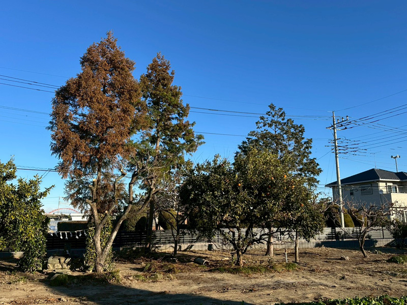 個人宅 伐採剪定工事 着工前