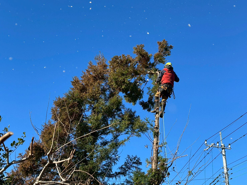 個人宅 伐採剪定工事 作業中