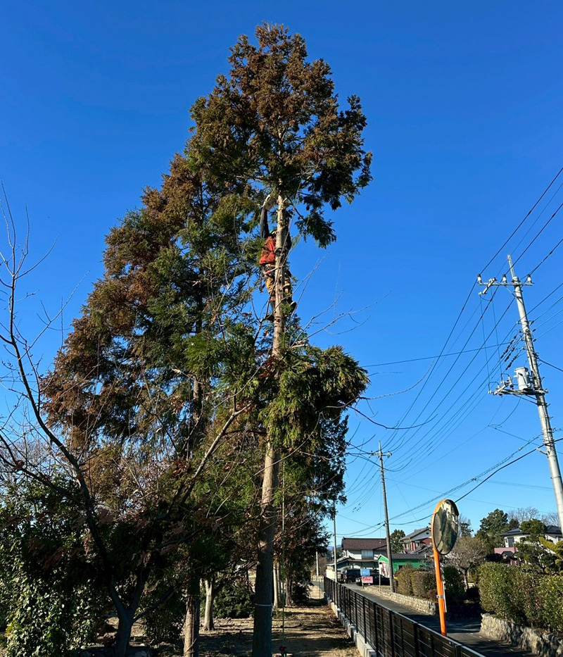 個人宅 伐採剪定工事 作業中