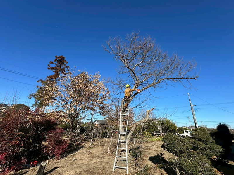 個人宅 伐採剪定工事 作業中