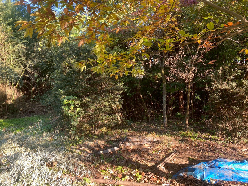 埼玉県大里郡寄居町 伐採伐根工事 作業前