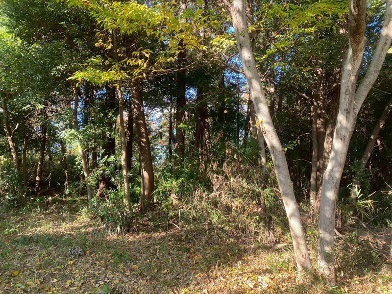 埼玉県大里郡寄居町 伐採伐根工事 作業前