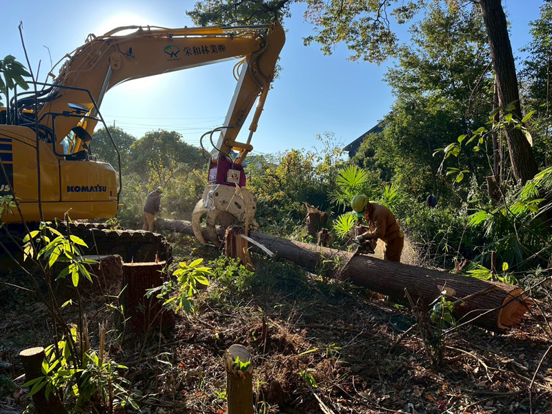 埼玉県大里郡寄居町 伐採伐根工事 作業中