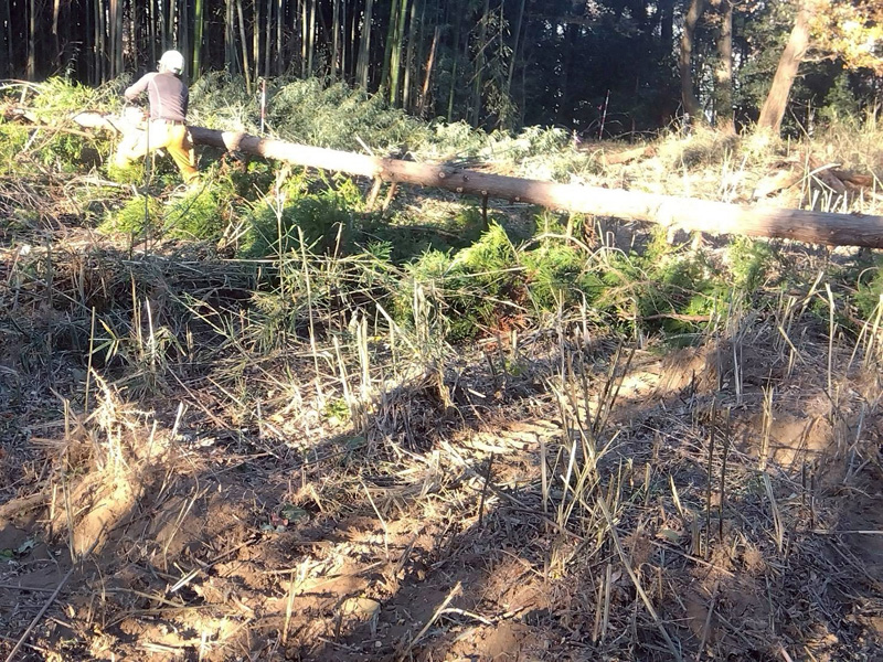 埼玉県大里郡寄居町 伐採伐根工事 作業中