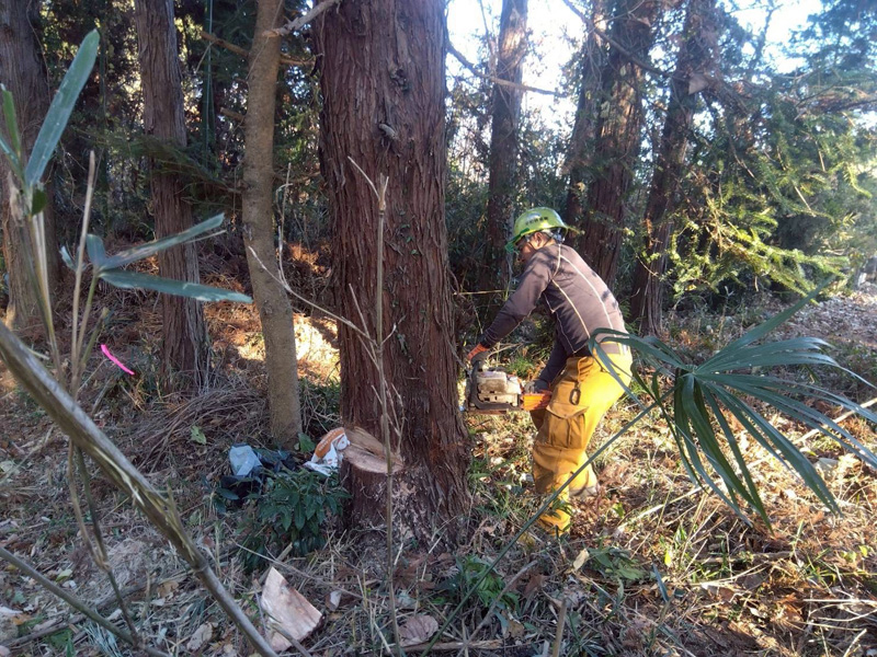 埼玉県大里郡寄居町 伐採伐根工事 作業中