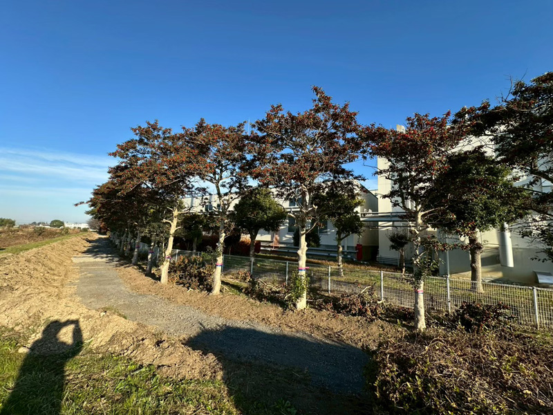 埼玉県加須市 伐採工事 着工前