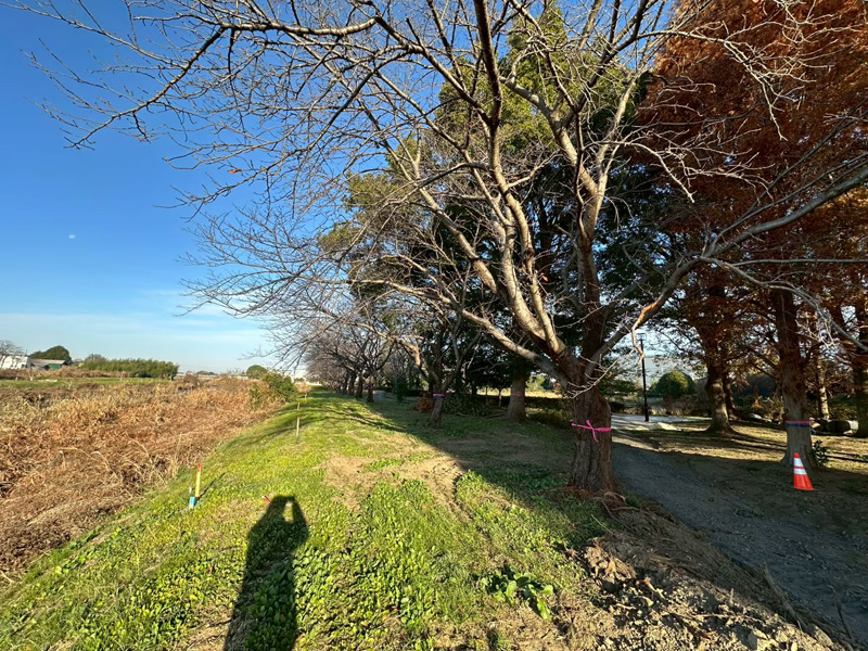 埼玉県加須市 伐採工事 着工前