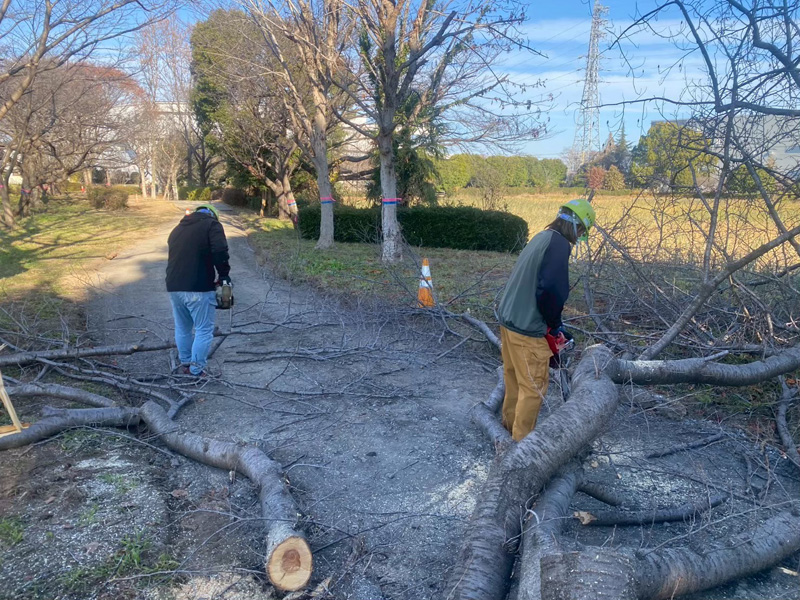 埼玉県加須市 伐採工事 作業中