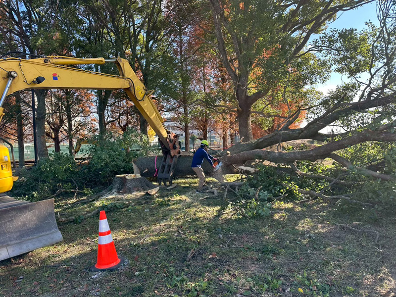埼玉県加須市 伐採工事 作業中