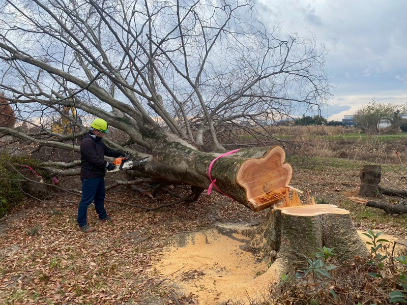 埼玉県加須市 伐採工事 作業中