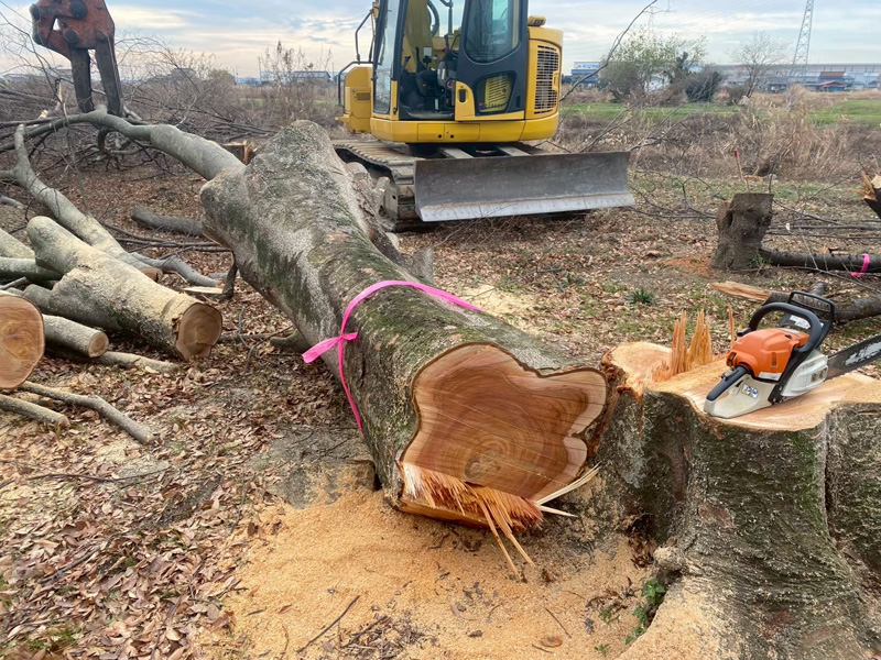 埼玉県加須市 伐採工事 作業中