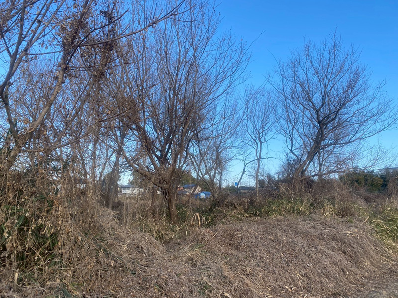 埼玉県東松山市 伐採工事 着工前