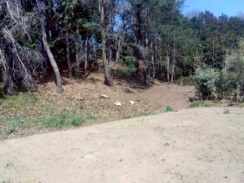 埼玉県行田ガーデン 真名板薬師堂 檜伐採搬出 工事完了