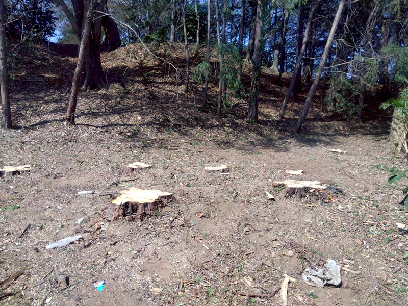 埼玉県行田ガーデン 真名板薬師堂 檜伐採搬出 工事完了