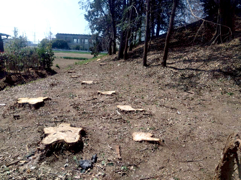 埼玉県行田ガーデン 真名板薬師堂 檜伐採搬出 工事完了