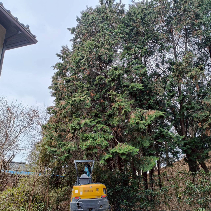 埼玉県行田ガーデン 真名板薬師堂 檜伐採搬出 作業前