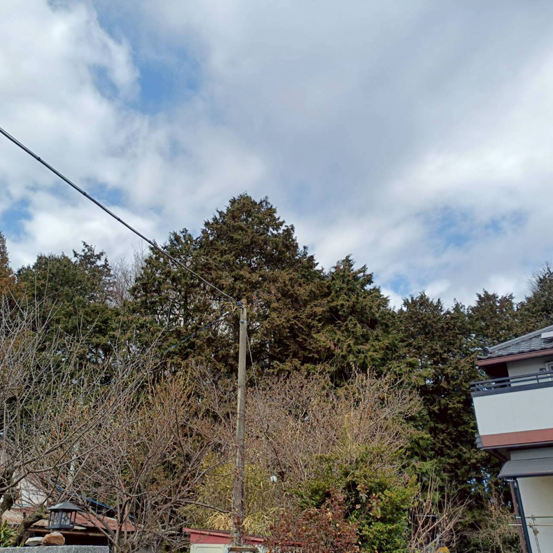 埼玉県行田ガーデン 真名板薬師堂 檜伐採搬出 作業前