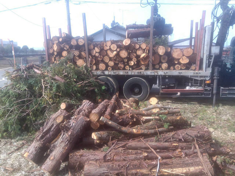 埼玉県行田ガーデン 真名板薬師堂 檜伐採搬出 作業中