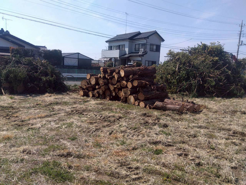 埼玉県行田ガーデン 真名板薬師堂 檜伐採搬出 作業中