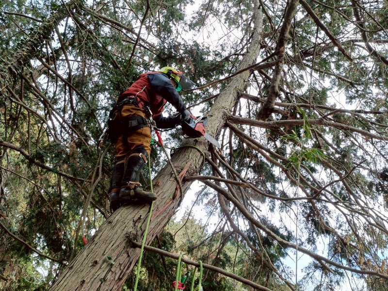 埼玉県行田ガーデン 真名板薬師堂 檜伐採搬出 作業中