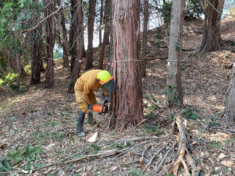 埼玉県行田ガーデン 真名板薬師堂 檜伐採搬出 作業中