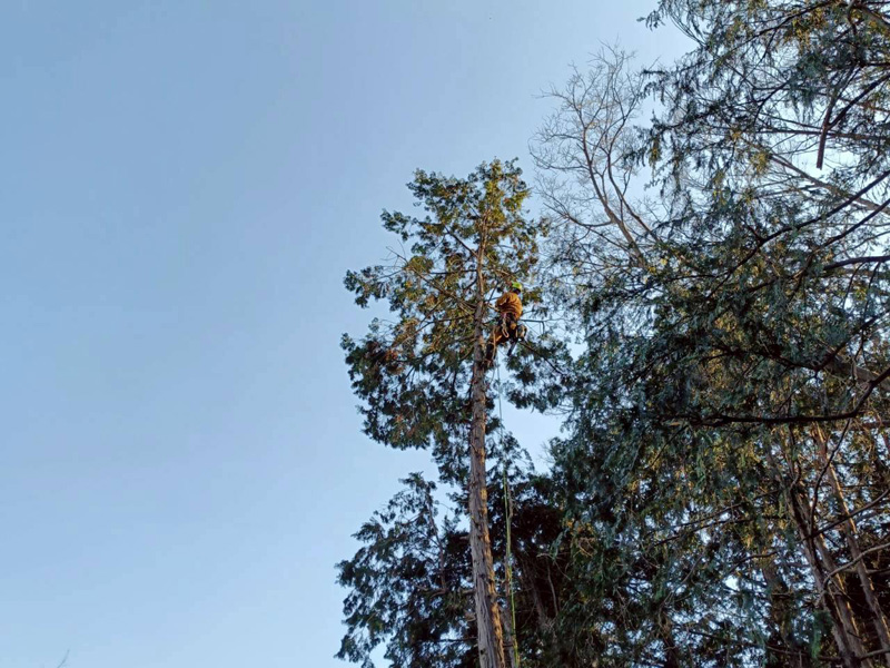 埼玉県行田ガーデン 真名板薬師堂 檜伐採搬出 作業中