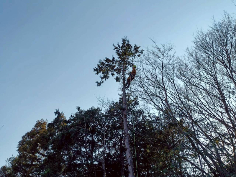 埼玉県行田ガーデン 真名板薬師堂 檜伐採搬出 作業中