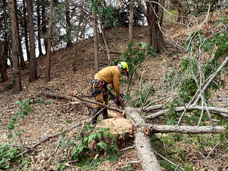 埼玉県行田ガーデン 真名板薬師堂 檜伐採搬出 作業中