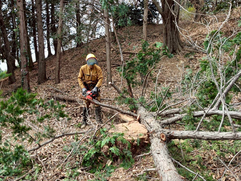 埼玉県行田ガーデン 真名板薬師堂 檜伐採搬出 作業中
