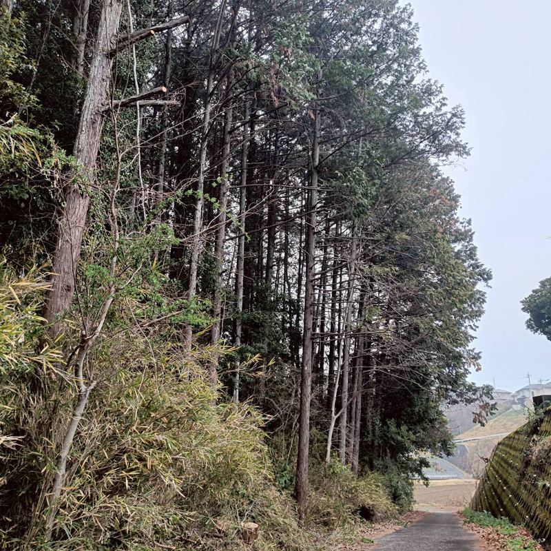 埼玉県比企郡小川町 清水様山林道路際 伐採 完了