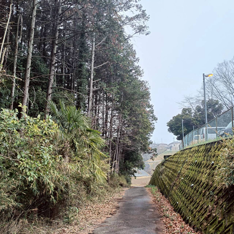 埼玉県比企郡小川町 清水様山林道路際 伐採 完了